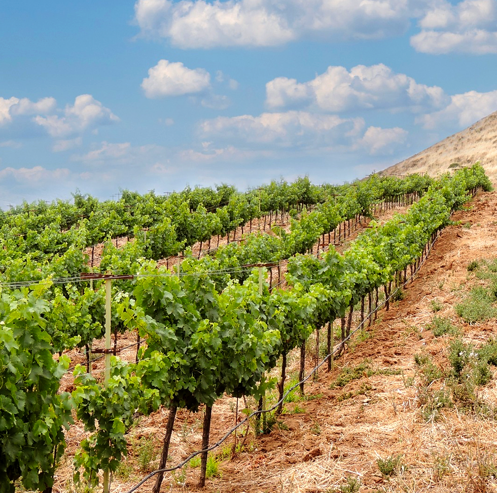 Thumbnail: 2022 Duquesa Tempranillo - Viñedos de la Reina