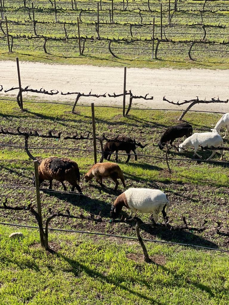 Thumbnail: 2023 Burro Choyero - Viñas del Tigre