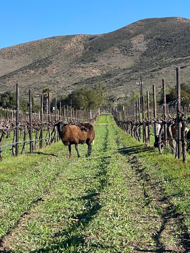 Thumbnail: 2023 Burro Choyero - Viñas del Tigre