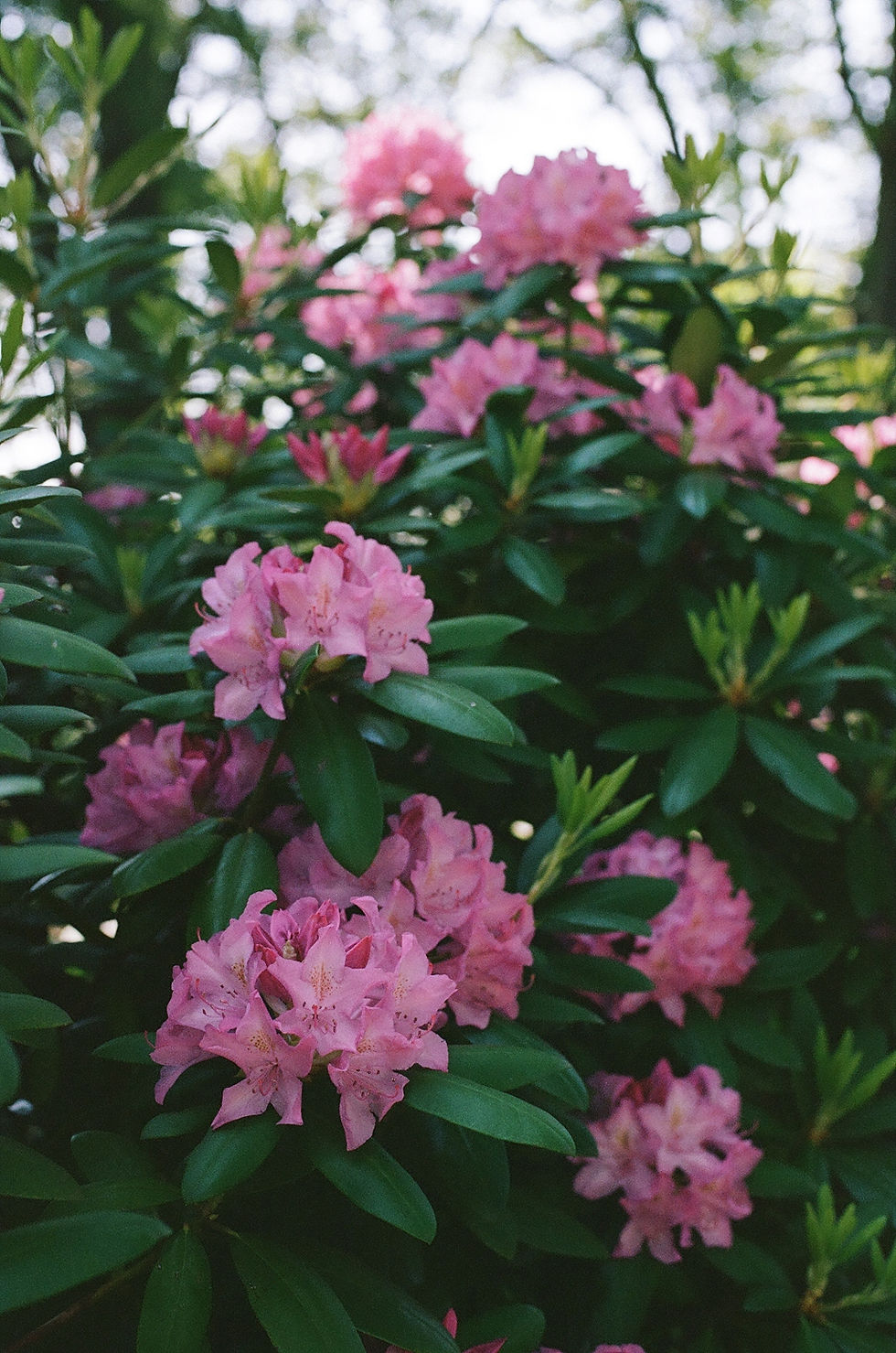 rhododendron