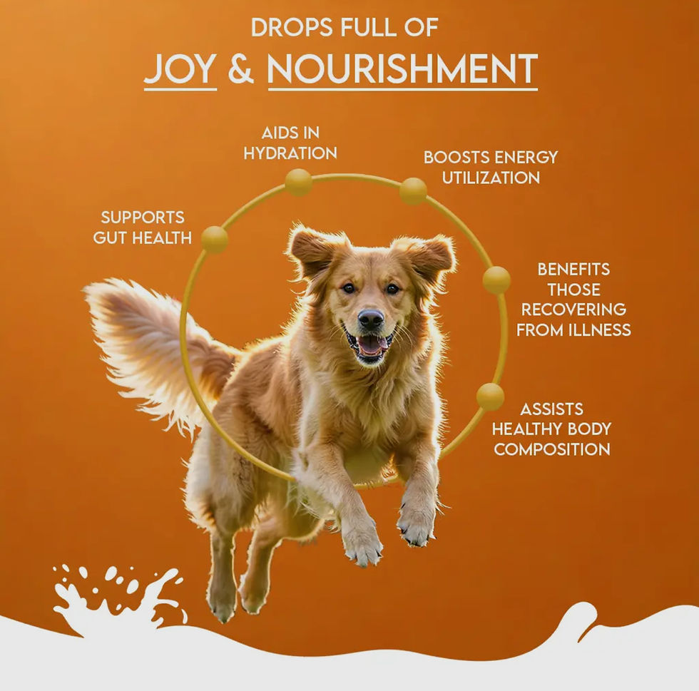 Thumbnail: Nature’s Sip Goat Milk Nutri booster for dogs: pumpkin, Apple & Cinnamon