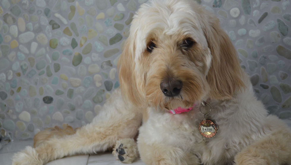 Iowa Goldendoodle