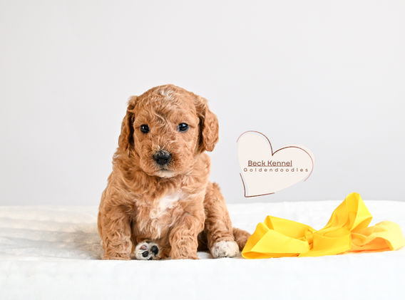 Goldendoodle