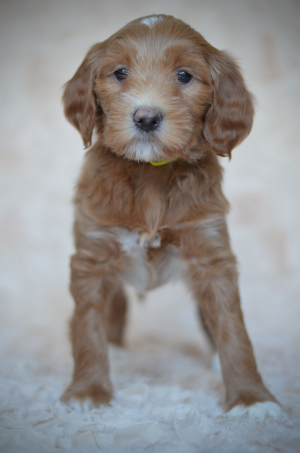 med/standard goldendoodle