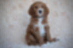 medium goldendoodle