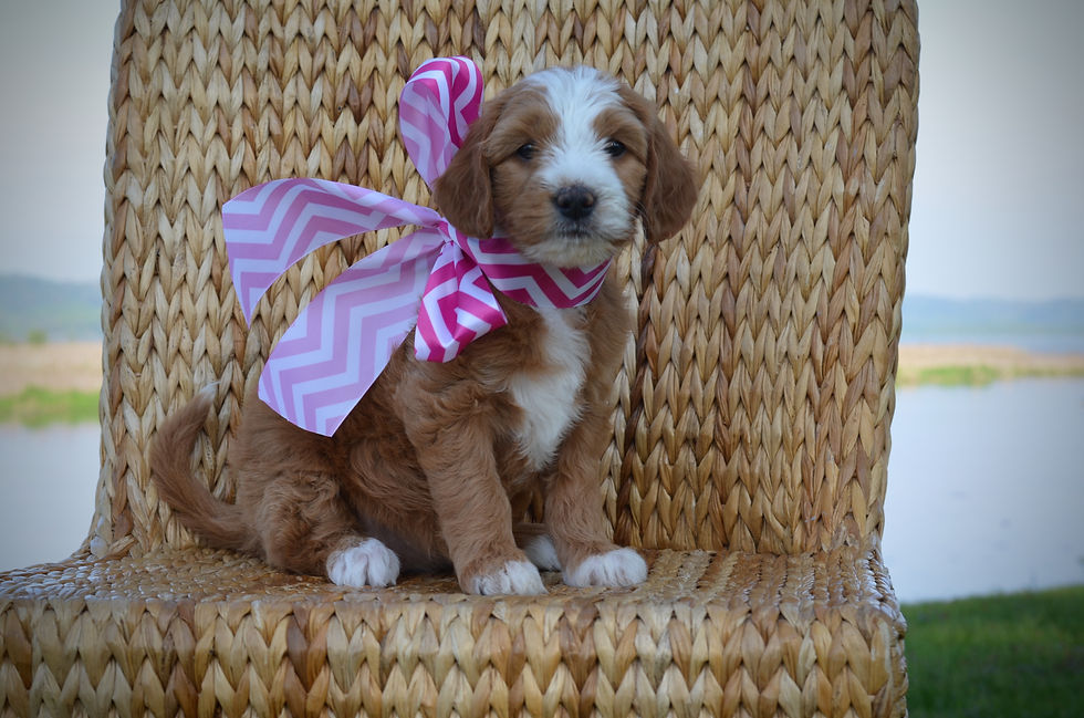 Mini Goldendoodle