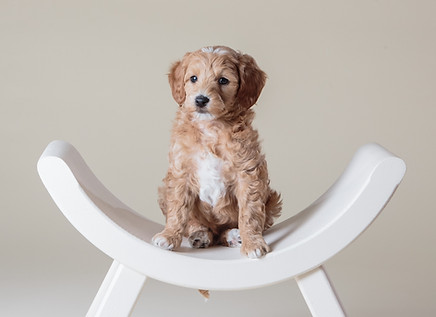 Goldendoodle Puppies for sale in Iowa, Illinois and Wisconsin
