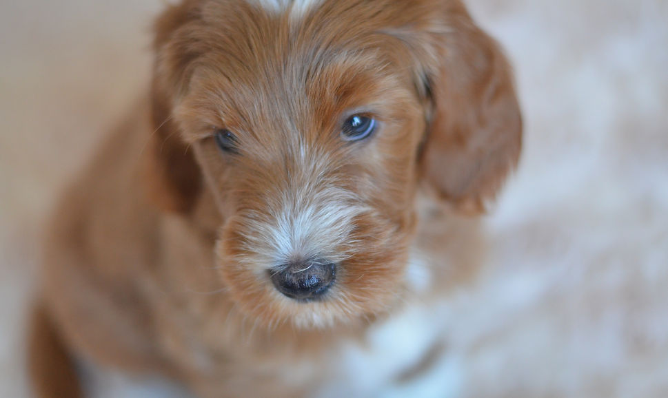 med/standard goldendoodle