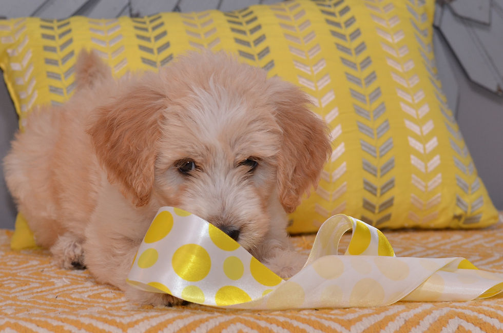 Goldendoodle Breeder