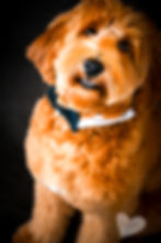 Mini Goldendoodle
