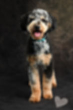 Blue Merle Phantom Goldendoodle