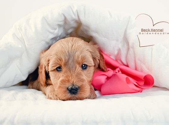 Mini/Medium Goldendoodle