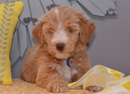 Goldendoodle Puppies for sale in Iowa, Illinois and Wisconsin