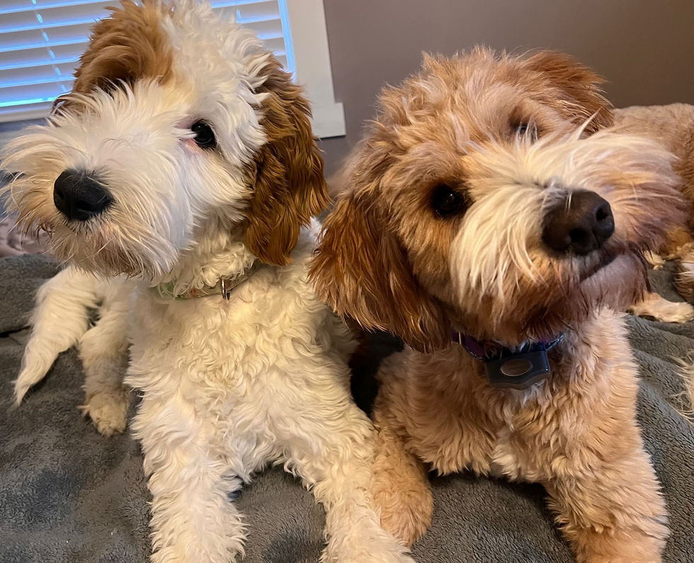 Medium Parti Goldendoodle