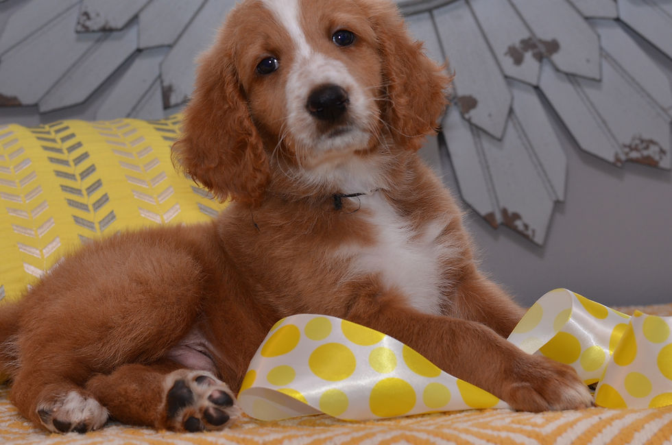 Goldendoodle Breeder