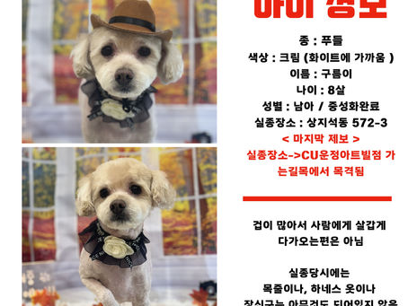 [시흥동물보육원] 파주 강아지 실종 탐정 / 가족의 품으로 안전하게!