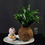 Thumbnail: Dracaena Janet Craig