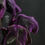 Thumbnail: Purple Passion