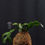 Thumbnail: Thanksgiving Cactus Orange-Pink Flower