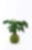 kokedama_ming_tree_.jpg