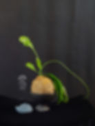 Thumbnail: Queen of the Night Cactus