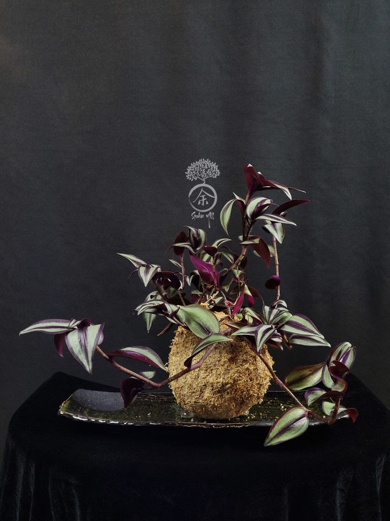Thumbnail: Tradescantia Zebrina