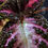 Thumbnail: Episcia Chocolate Soldier