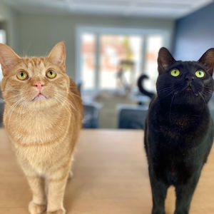 Animals