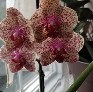 Bloom Where You're Planted