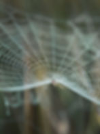 Cobwebs removal