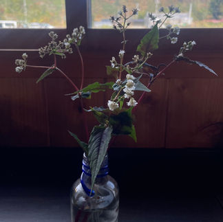 11月 ～　和顔施（わがんせ）　～