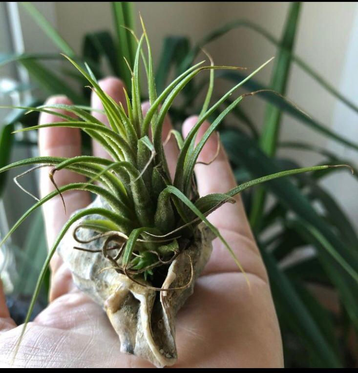 Küçük resim: Denizkestanesinde İonantha 