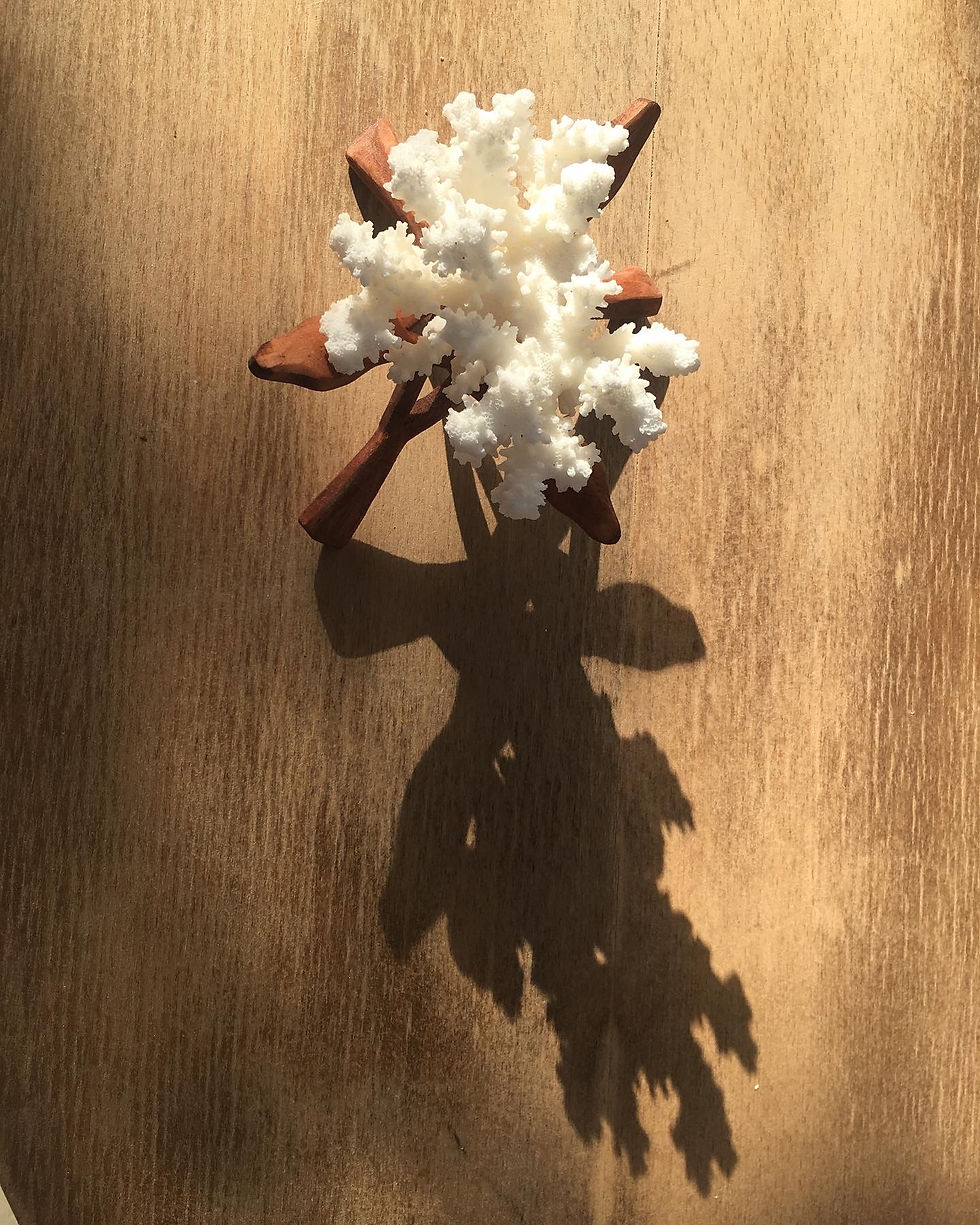 Küçük resim: Küçük Beyaz Mercan