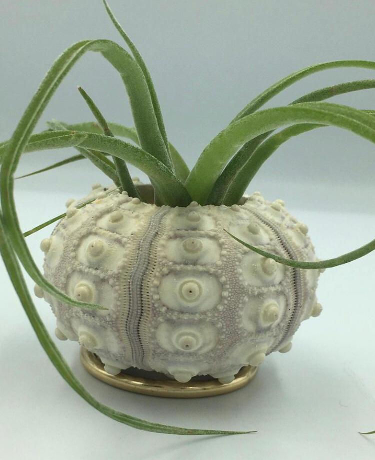 Küçük resim: Mor Denizkestanesinde Curly Slim