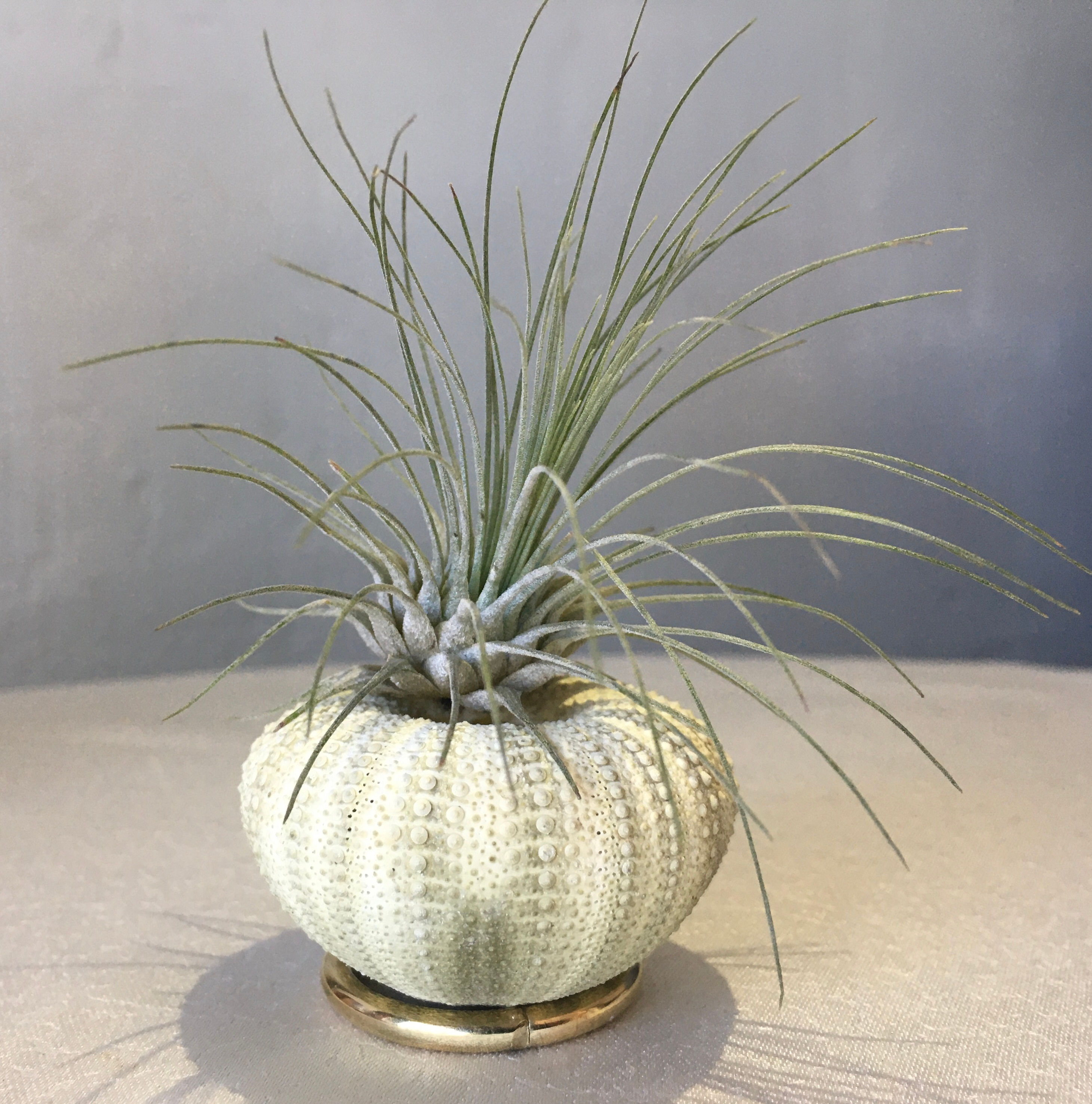 Denizketanesinde Tillandsia Argentea 