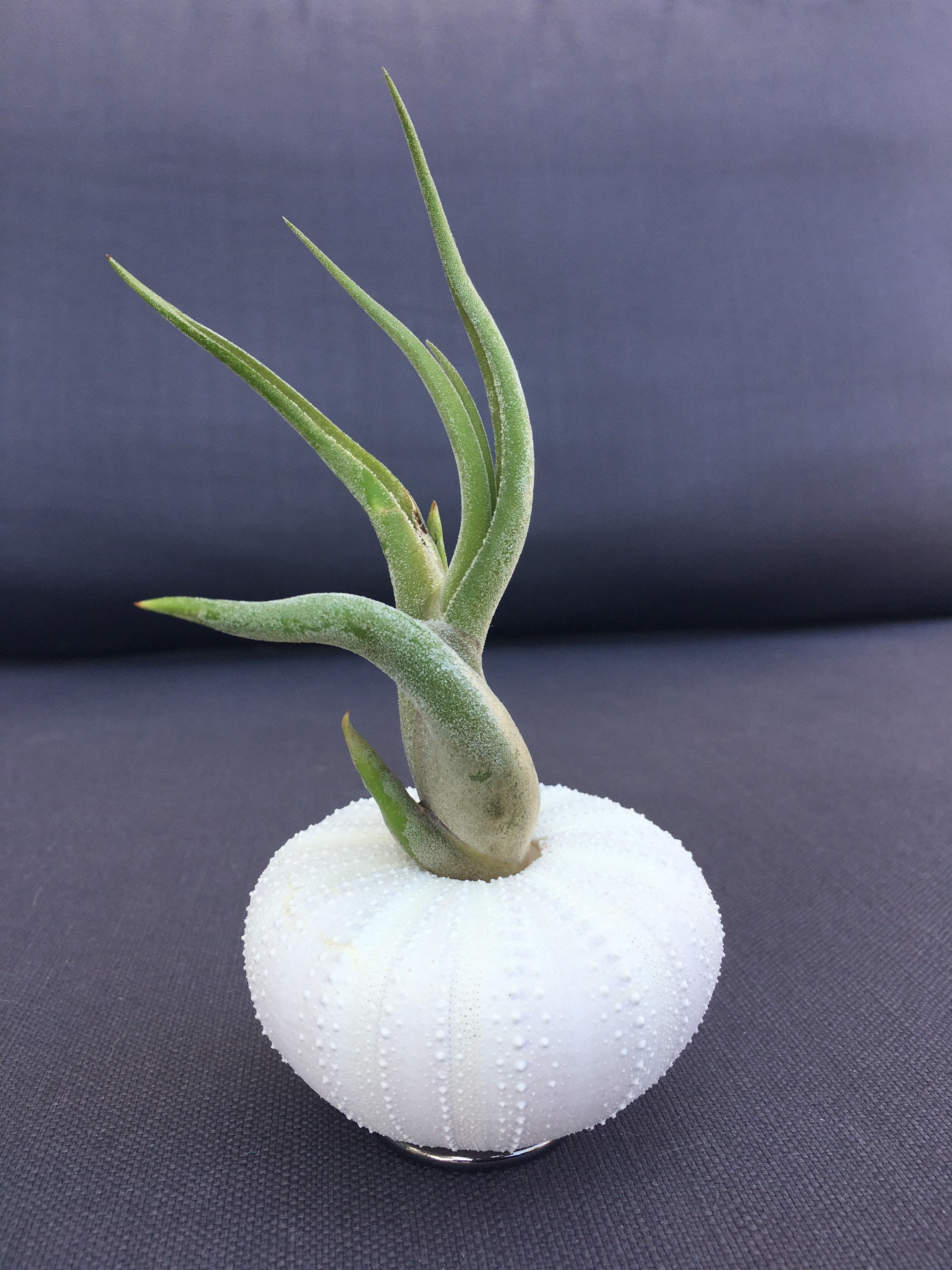 Viyolet Denizkestanesinde Caput Medusae