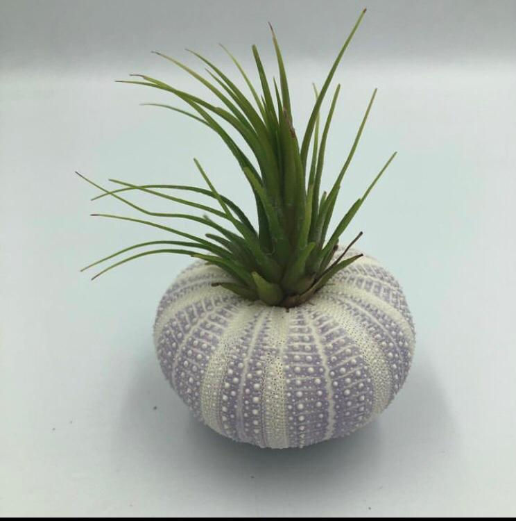 Küçük resim: Üçlü Violet Kombin