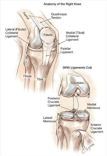 Anatomy of Knee