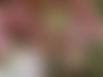 1/4人生角色的反映者