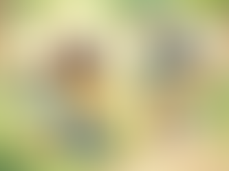 Family Activity: Life Safari