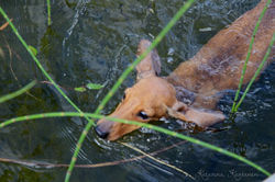 Swimming Timi...