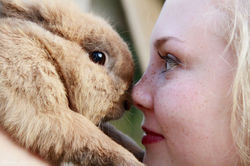 Rabbit and Anni...
