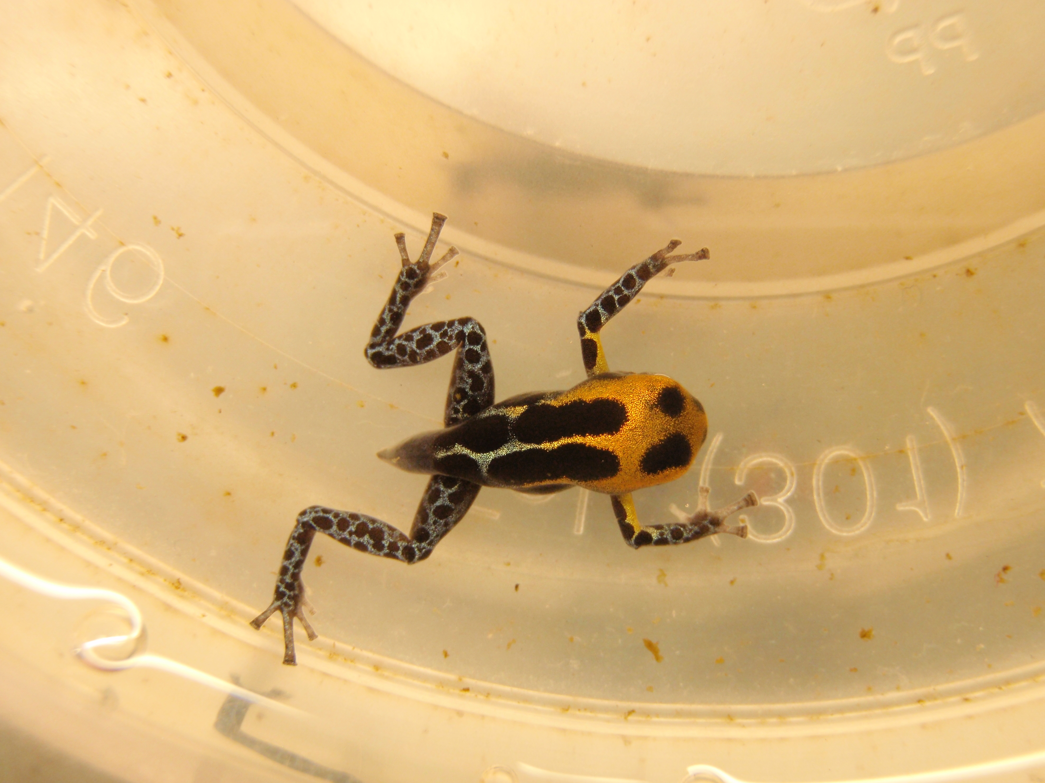 R. imitator 'Varadero'