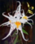 white orchid.jpg