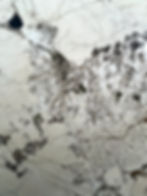 Alpinus White