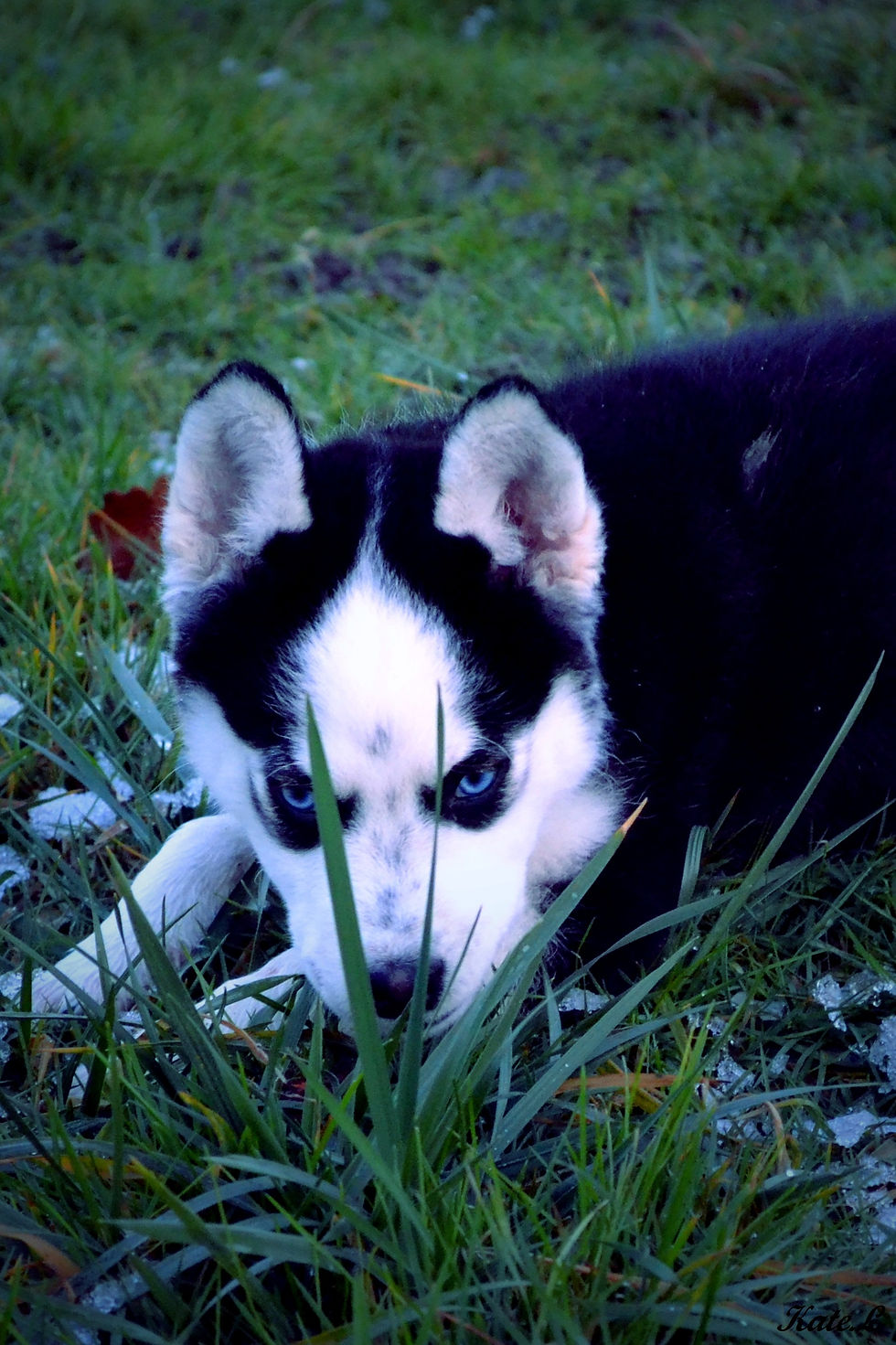 Tentative de camouflage