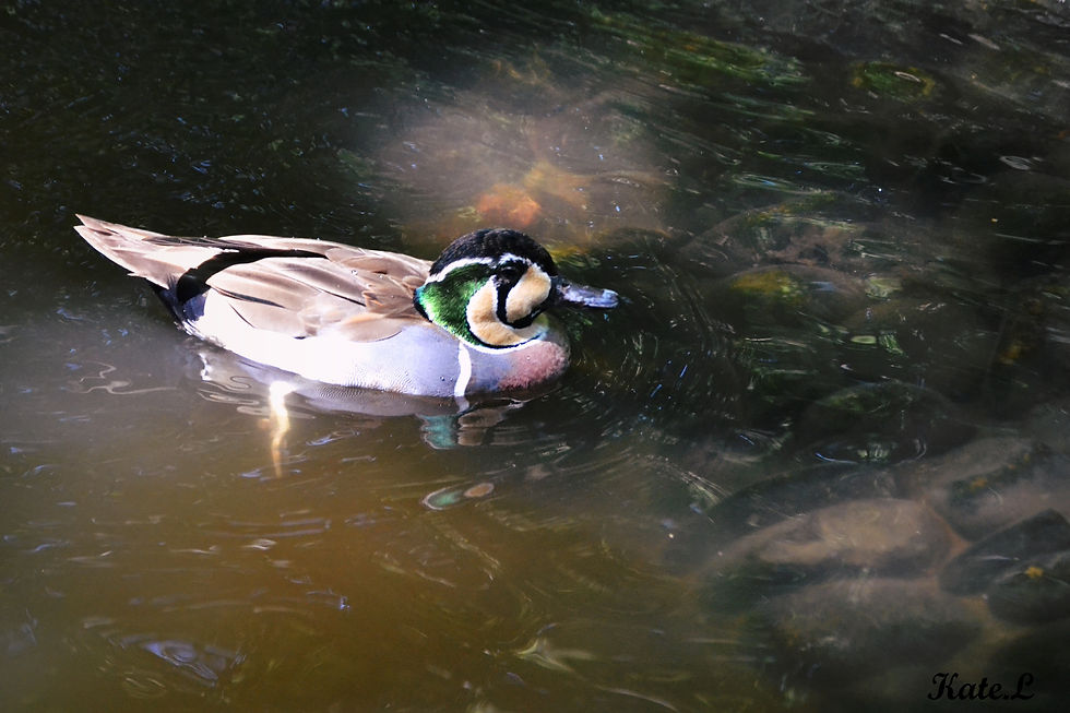 Couleurs flottantes