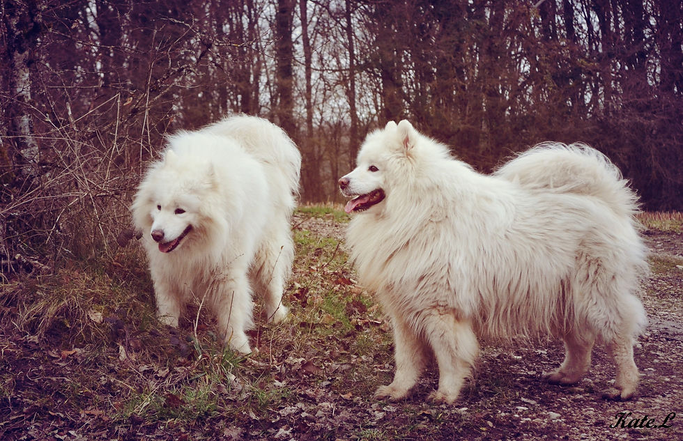Duo de Bêtes Blanches
