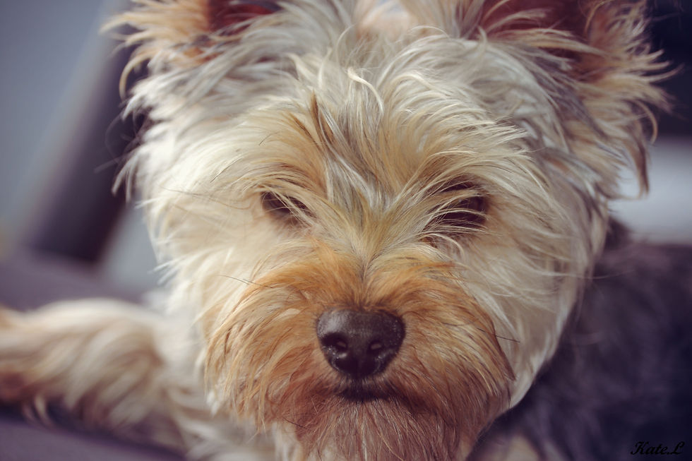 Bouille pleine de poils
