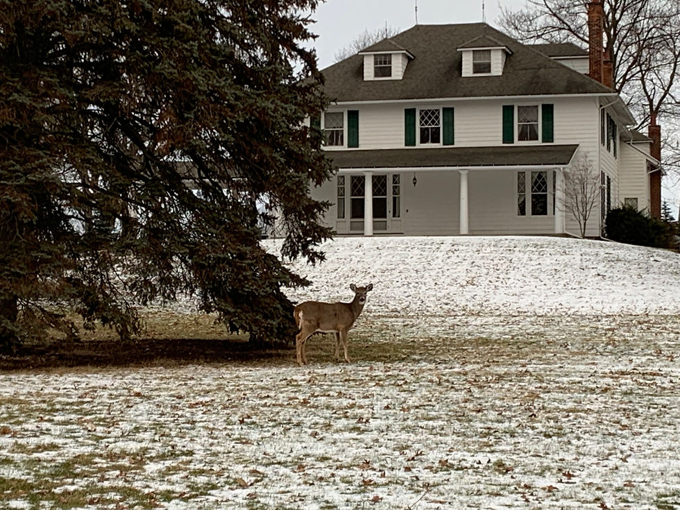 Winter Deer